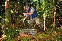 Pete Turner weighs Pine marten (Martes martes). in trap. Part of Pine marten research by the Waterford Institute of Technology, Republic of Ireland. August 2008