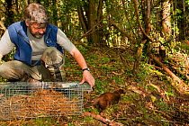 Pete Turner releases Pine Marten (Martes martes) from trap after removing radio collar. Pine marten research by the Waterford Institute of Technology, Republic of Ireland. August 2008