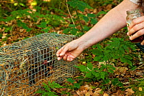 Researcher feeding jam to trapped Pine Marten (Martes martes)  Pine marten research by the Waterford Institute of Technology, Republic of Ireland. August 2008
