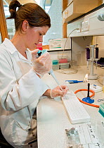 Jacinta Mullins tests Pine Marten (Martes martes) DNA samples, to study the interrelatedness and distribution of pine martens. Waterford Institute of Technology, Republic of Ireland. August 2008