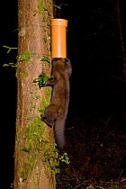 Pine marten (Martes martes) finding bait in plastic tube, left to collect hair samples for DNA analysis to study the interrelatedness and distribution of pine martens. Pine marten research by the Wate...