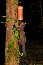 Pine marten (Martes martes) finding bait in plastic tube, left to collect hair samples for DNA analysis to study the interrelatedness and distribution of pine martens. Pine marten research by the Wate...