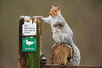Grey Squirrel (Sciurus carolinensis) on post with paw on sign which reads 'Please keep your dog on a lead' Kent, UK. January 2013