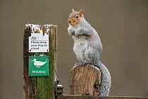 Grey Squirrel (Sciurus carolinensis) on post next to sign which reads 'Please keep your dog on a lead' Kent, UK. January 2013