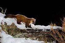 Pine marten (Martes martes) walking on snow covered log, Black Isle, Scotland, UK. March 2013. Photographed by camera trap.