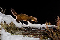 Pine marten (Martes martes) walking on snow covered log, Black Isle, Scotland, UK. March 2013. Photographed by camera trap. (This image may be licensed either as rights managed or royalty free.)
