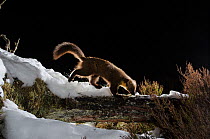 Pine marten (Martes martes) walking on snow covered log, Black Isle, Scotland, UK. March 2013. Photographed by camera trap.