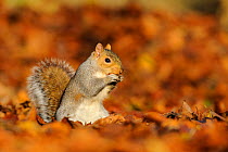 Grey Squirrel (Sciurus carolinensis) feeding among autumn leaves, Kent, UK. November 2012 (This image may be licensed either as rights managed or royalty free.)