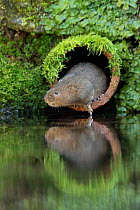Water Vole (Arvicola amphibius) emerging from pipe at side of river, Kent, UK, December