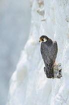 Peregrine Falcon (Falco peregrinus) on the White Cliffs of Dover, Kent, UK. May 2012 (This image may be licensed either as rights managed or royalty free.)