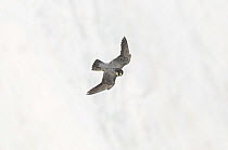 Peregrine Falcon (Falco peregrinus) in flight near the White Cliffs of Dover, Kent, UK. May 2012