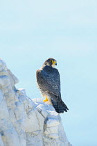 Peregrine Falcon (Falco peregrinus) perched on the White Cliffs of Dover, Kent, UK. May 2012