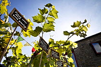 Grape vines (Vitis vinifera) for sale at Knightor Winery vineyard, Cornwall, England, July 2012.