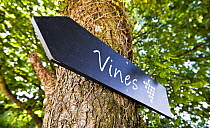 Sign directing people to grape vines, Knightor Winery vineyard, Cornwall, England, July 2012.