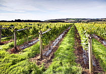 Grape vines (Vitis vinifera), Knightor Winery vineyard, Roseland Peninusla, Cornwall, England, August 2012.