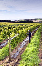 Man harvesting grapes (Vitis vinifera), Knightor Winery vineyard, Roseland Peninusla, Cornwall, England, August 2012.