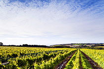 Grape vines (Vitis vinifera), Knightor Winery vineyard, Roseland Peninusla, Cornwall, England, August 2012.
