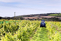 Tractor driving through Grape vines (Vitis vinifera), Knightor Winery vineyard, Roseland Peninusla, Cornwall, England, August 2012.