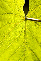 Close up of the leaf of a Grape vine (Vitis vinifera), Knightor Winery vineyard, Roseland Peninusla, Cornwall, August.