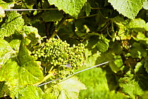 Small fruit on a Grape vine (Vitis vinifera), Knightor Winery vineyard, Roseland Peninusla, Cornwall, England, August 2012.