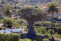 Ancient Dragon tree (Dracaena draco), named El Drago Milenario, Icod de los Vinos, Tenerife, Canary Islands, Spain, March 2012.