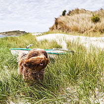 Domestic dog, Tibetan terrier x Cocker spaniel cross running beside a boat in the wind, Lowertown Beach, St. Martin's, Isles of Scilly, Cornwall, England, UK, May 2012. (This image may be licensed eit...
