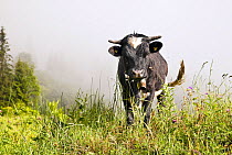 Domestic cow (Bos taurus), Lauterbrunnen Valley, Bernese Oberland, Switzerland, June 2012.