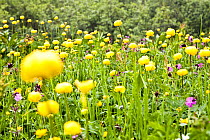Globeflowers (Trollius) in an alpine meadow, Lauterbrunnen Valley, Bernese Oberland, Switzerland, June 2012.