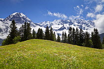 Alpine meadow at Murren, with mountains in the background, Lauterbrunnen Valley, Bernese Oberland, Switzerland, June 2012