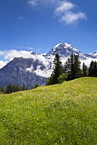 Alpine meadow at Murren, Lauterbrunnen valley, Bernese Oberland, Switzerland, June 2012,
