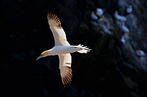 Gannet (Morus bassanus) adult, backlit by the morning sun, banks as it passes in front of part of the gannetry that is in shadow. Shetland Islands, Scotland, UK, June.