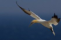 Gannet (Morus bassanus) adult hovers over its breeding colony. Saltee Islands, Republic of Ireland, UK.