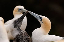Gannet (Morus bassanus) chick taps the tip of its parent's bill to try stimulate the adult into regurgitating some food. Shetland Islands, Scotland, UK, July