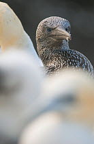 Gannet (Morus bassanus) fully fledged chick among mature adults. Shetland Islands, Scotland, UK,  August.