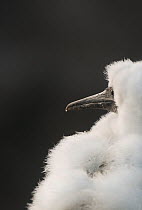 Gannet (Morus bassanus) profile of a fluffy chick. Shetland Islands, Scotland, UK, July