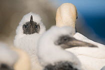 Gannet (Morus bassanus) chick, with downy feathers in the heart of the gannetry. Shetland Islands, Scotland, UK, July.