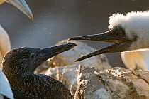 Gannet (Morus bassanus) young chick (right) confronting a fully fledged neighbour. Shetland Islands, Scotland, UK, August.