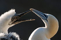 Gannet (Morus bassanus) young fluffy chick with parent. Shetland Islands, Scotland, UK, July. Highly commended in the Animal Behaviour category of the BWPA Competition 2016.