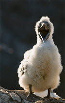 Gannet (Morus bassanus) fluffy young chick with mouth open. Shetland Islands, Scotland, UK, August.