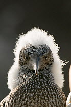 Gannet (Morus bassanus) portrait of a growing chick with a fluffy head, Shetland Islands, Scotland, UK, August.
