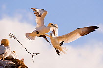 Pair of Gannets (Morus bassanus) collide in mid-air, the sprig of seaweed that the gannet (right) was carrying is sent flying through the air. June.~Shetland Islands, Scotland, UK