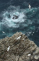 Cliff top view of a gannet (Morus bassanus) colony. Shetland Islands, Scotland, UK, July.