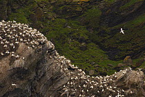 Gannet (Morus bassanus) colony on cliffs. Shetland Islands, Scotland, UK, July.