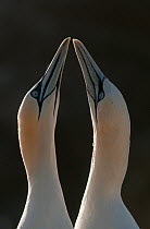 Gannet (Morus bassanus) breeding pair during part of their elaborate courtship ritual. Saltee Islands, Republic of Ireland, May.