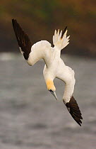 Gannet (Morus bassanus) adult turning in the air as it begins to plunge dive. Shetland Islands, Scotland, UK,  July.