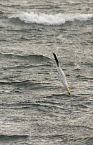 Gannet (Morus bassanus) adult diving arrow-like into the sea, Shetland Islands, Scotland, UK, July