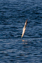 Gannet (Morus bassanus) diving arrow-like into the water, Shetland Islands, Scotland, UK, July
