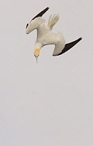 Gannet (Morus bassanus) adult turns in the air as it begins to plunge dive. Shetland Islands, Scotland, UK,  July.