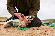 Hermaness warden, Alastair Wilson, begins the long process of freeing an adult Gannet (Morus bassanus) that is seriously tangled in discarded fishing net. Shetland Islands, Scotland, UK, July.