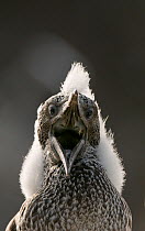 Gannet (Morus bassanus) chick with fluffy with mouth open. Shetland Islands, Scotland, UK, August.